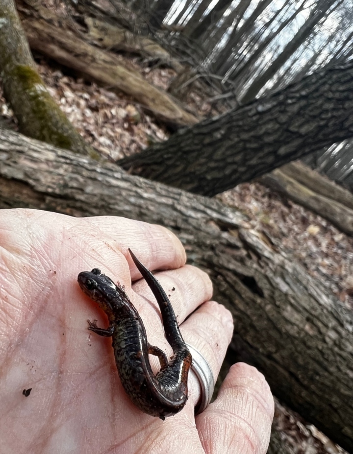 Redback Salamander